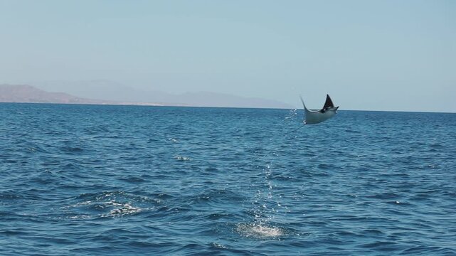 Mobula Rays Leaping from the Water. A massive aggregation of mobula rays gliding together through the clear blue waters of Mexico, forming a spectacular moving swarm visible from above in the open