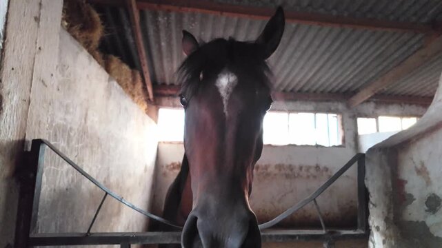 Brown horse standing inside a rustic stable looking over the wooden fence