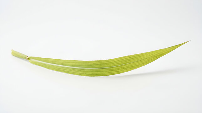 Single long pointed light green cogon grass leaf with white midrib and fine serrated edge, isolated clean white background macro detail
