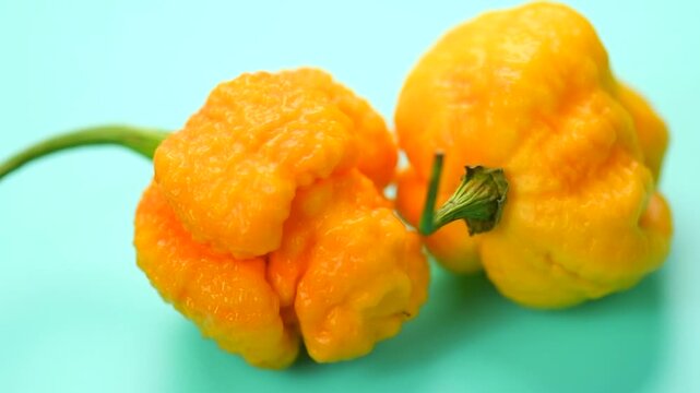 Yellow Trinidad Moruga Scorpion hot Pepper Chili isolated on blue background rotating, closeup. One of the hottest peppers in the world, heat level 1,200,000 to 2,000,000 Scoville Heat Units (SHU). 