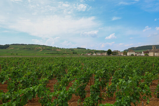 Expansive vineyards stretch across the hills of Pommard in Burgundy, France, beneath a bright sky dotted with summer clouds.