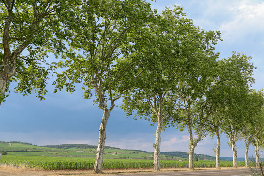 A line of tall trees borders a country road beside Beaune vineyards in Burgundy, France, under a soft summer sky.