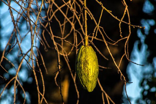 A close-up of developing green seed pods on the branches of a white floss-silk tree (Ceiba insignis), a species native to the Brazilian flora belonging to the Malvaceae family. 