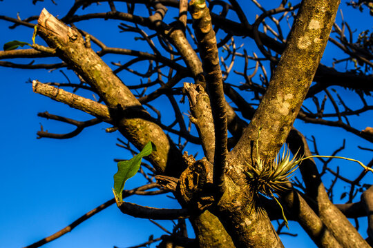 Detailed close-up of a small Tillandsia bromeliad air plant growing on the textured bark of a Frangipani plumeria tree branch. Shot outdoors on a sunny day under a clear blue sky 