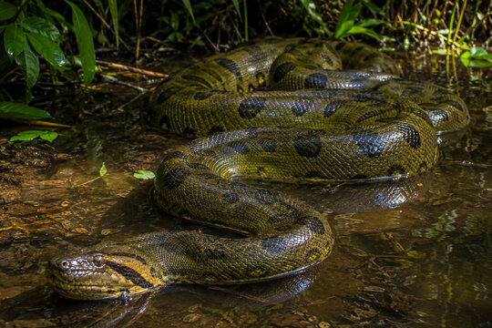 A green anaconda in a jungle