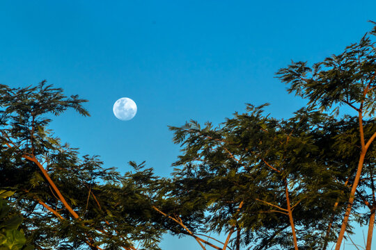 Beautiful scenic view of a bright full moon shining in a clear gradient blue sky above green tree foliage at dusk. Tranquil natural landscape captured in Brazil, South America.