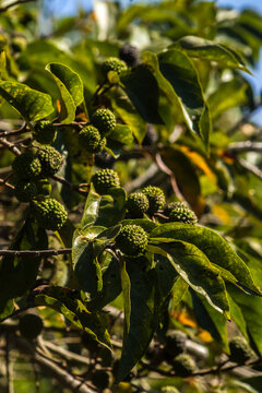 Detailed macro shot of wild green mutamba fruits (Guazuma ulmifolia), also known as West Indian elm, growing naturally on a branch surrounded by textured vibrant foliage 