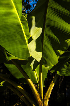Close-up of a vibrant green banana leaf captured in Brazil, showcasing intricate parallel vein textures and a beautiful abstract geometric shadow cast by natural tropical sunlight.