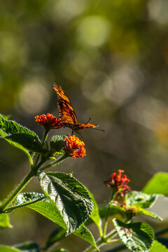 A vibrant orange and black Juno longwing butterfly (Dione juno) collecting nectar from a blooming orange cambara flower (Lantana camara) in the wild nature of Brazil, captured