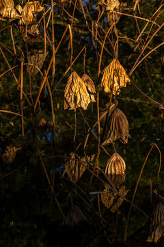 Beautiful abstract landscape photo showing textured, dried sacred lotus leaves (Nelumbo nucifera) hanging over dark calm water, creating golden and green reflections under warm natural light 