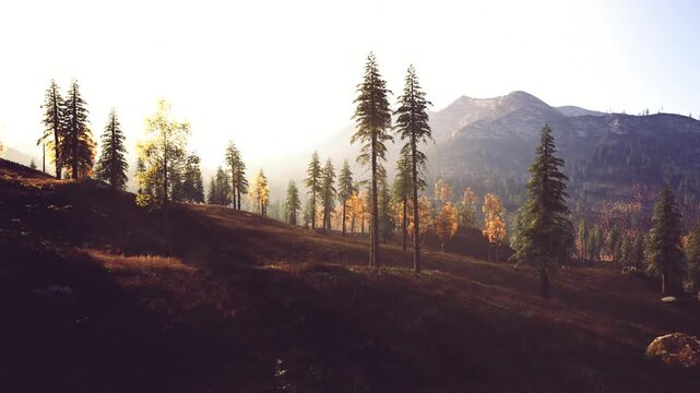 Sunlight gently breaks through the trees, highlighting a serene mountain landscape during autumn. The forest is alive with colors as the season transitions.
