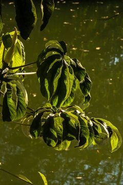 Close-up of a green Cecropia tree leaf illuminated by natural golden hour sunlight, showcasing rich textures and patterns against a soft bokeh background of a river in Brazil.