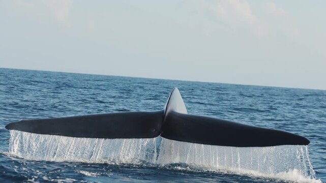The massive tail of a blue whale rises above the ocean surface as the giant marine mammal begins a deep dive, its powerful fluke disappearing into the blue waters of Mexico