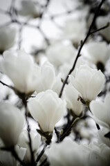 white elegant magnolia flowers in black and white for background © piti