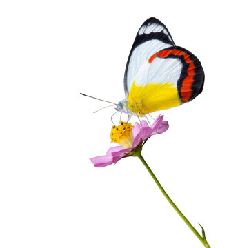 Red Banded Jezebel Butterfly on pink Cosmos no background