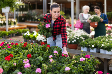 Fototapeta premium Young woman buyer chooses geranium in pot in flower shop
