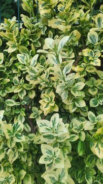 Variegated shrub growing on garden wire fence