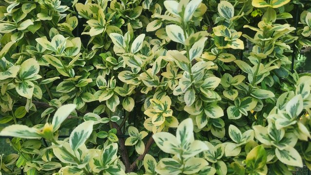 Variegated euonymus shrub growing in garden