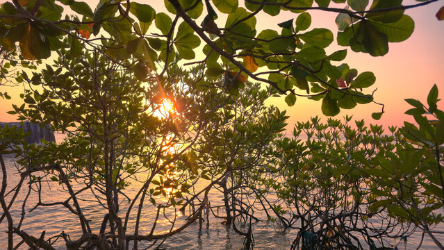 Sunset through mangrove trees over tranquil water landscape