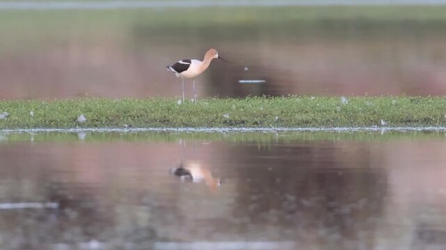 Female American avocet (Recurvirostra americana) nesting behavior and nest site selection on small grassy island, Shugru Reservoir, Lassen County, California