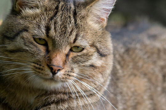 Close-up Portrait of Tabby Cat with Serious Expression