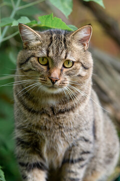 Tabby Cat Portrait Among Green Leaves Outdoors