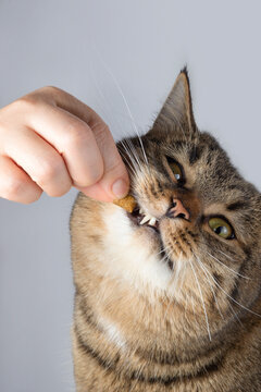 Hand Feeding Treat to Cat with Funny Expression
