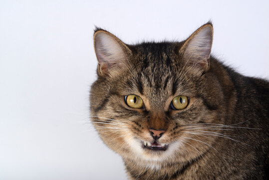 Tabby Cat with Open Mouth Showing Teeth Funny Expression