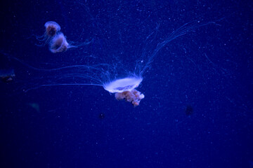 Jellyfish underwater in an aquarium © Valeria
