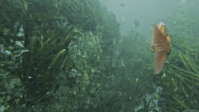 A red Roman seabream, Chrysoblephus laticeps, rubs against the underwater camera before swimming away through the kelp forest of False Bay, South Africa.