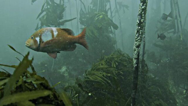 A red Roman seabream, Chrysoblephus laticeps, passes close to the camera in profile before turning and swimming away through a False Bay kelp forest.