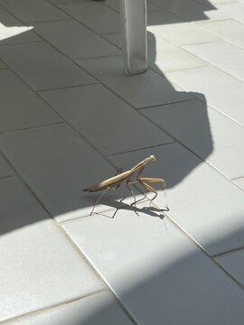 praying mantis on white background