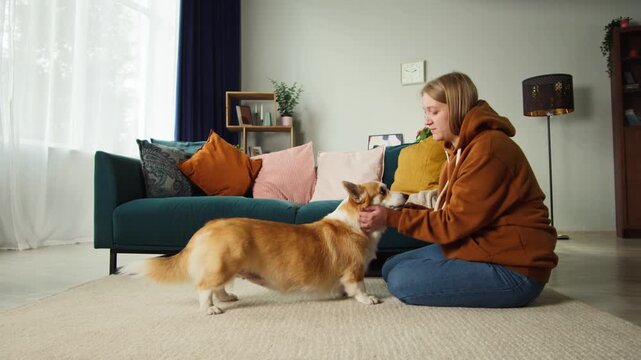 Young woman petting corgi dog close-up. Handler strocking her golden puppy in living room. Happy domestic animal relaxing on floor at home. Pembroke welsh corgi and his owner. 