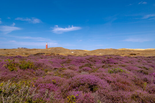 Purple flowers Calluna vulgaris (Heide, Heather, Ling) The sole species in genus of Calluna, Ericaceae family, The Eierland Lighthouse red tower, De Cocksdorp, North Holland, Texel Island, Netherlands
