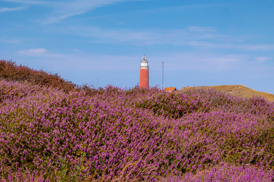 Purple flowers Calluna vulgaris (Heide, Heather, Ling) The sole species in genus of Calluna, Ericaceae family, The Eierland Lighthouse red tower, De Cocksdorp, North Holland, Texel Island, Netherlands