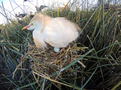 Cattle Egret, Bubulcus ibis, nesting, La Pampa Province, Patagonia, Argentina