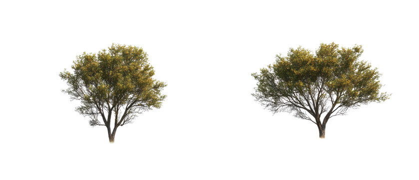 Lone trees in open field setting isolated for professional landscape and environmental analysis