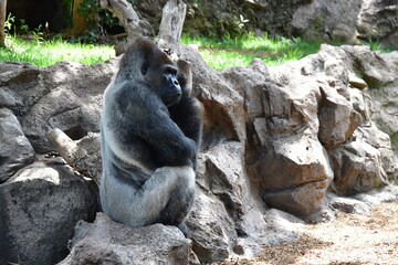 GORILA OCCIDENTAL DE LLANURA © Germán