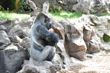 GORILA OCCIDENTAL DE LLANURA © Germán