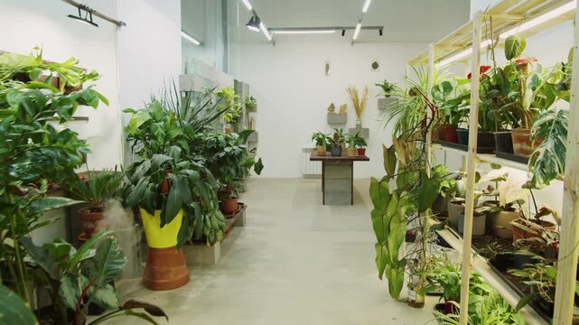 Flower shop close-up, plant store, botanical garden. Green flowers on shelves. 