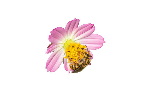 Smiley Bee on pink Cosmos flower no background transparent Mellitidia tometifera