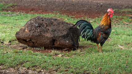 A majestic rooster stands next to a big rock © Ryan