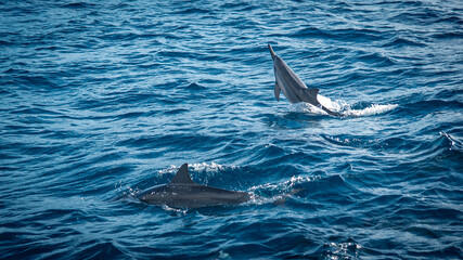 Fototapeta premium A bottlenose dolphin emerges out of the ocean as it swims playfully with its pod