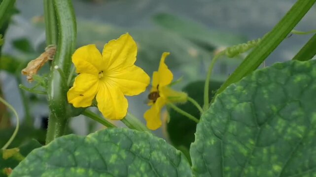 Close up of two bright yellow cucumber flowers blooming together on a green vine surrounded by textured leaves in a garden.
