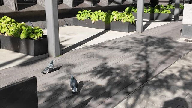 Pigeons Walking on the Streets of Downtown Detroit During the Day