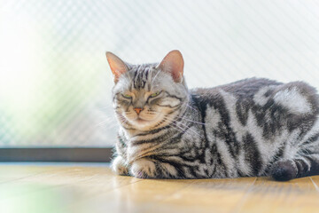 窓際で香箱座りをしながら眠そうに目を細める猫