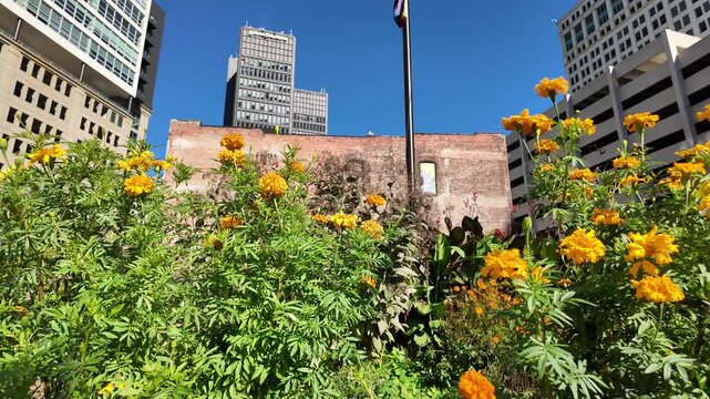 Close up of Yellow Flowers With Downtown Detroit Skyscrapers