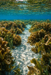 Fototapeta premium Vertical underwater photo of a sandy path through dense brown seaweed in shallow water. Clear ocean seabed with marine flora and water surface reflection