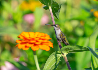 Fototapeta premium close up on ruby throated hummingbird standing on flower