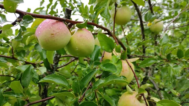 Apples on an apple tree in the rain